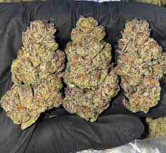 Italian ice Weed Strain